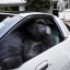 Gorilla in a Coupe (gorillainacoupe.com)
